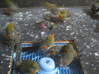 birds.jpg