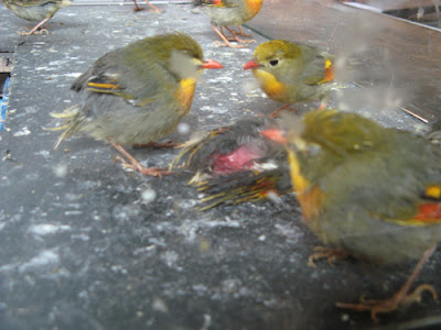 birds2.jpg