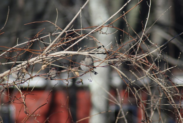 [DSC_0376small5.jpg]