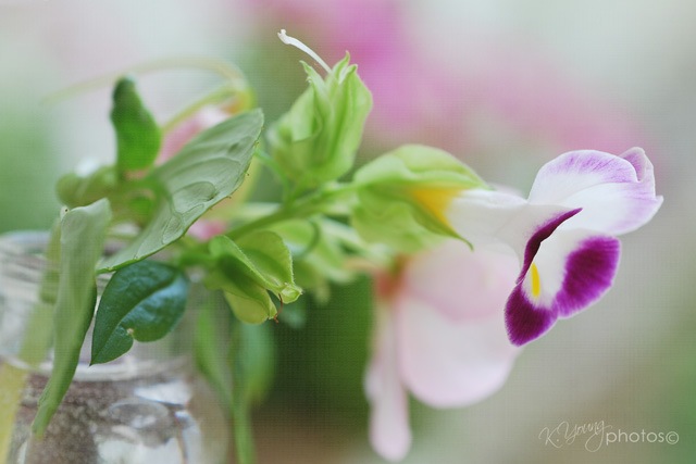 [DSC_0166 copy 4]