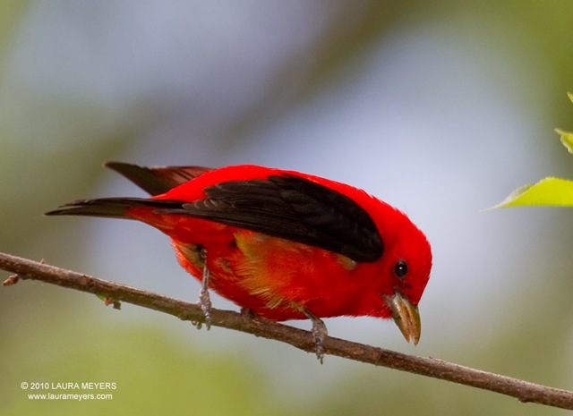 [Scarlet Tanager by Laura Meyers[4].jpg]
