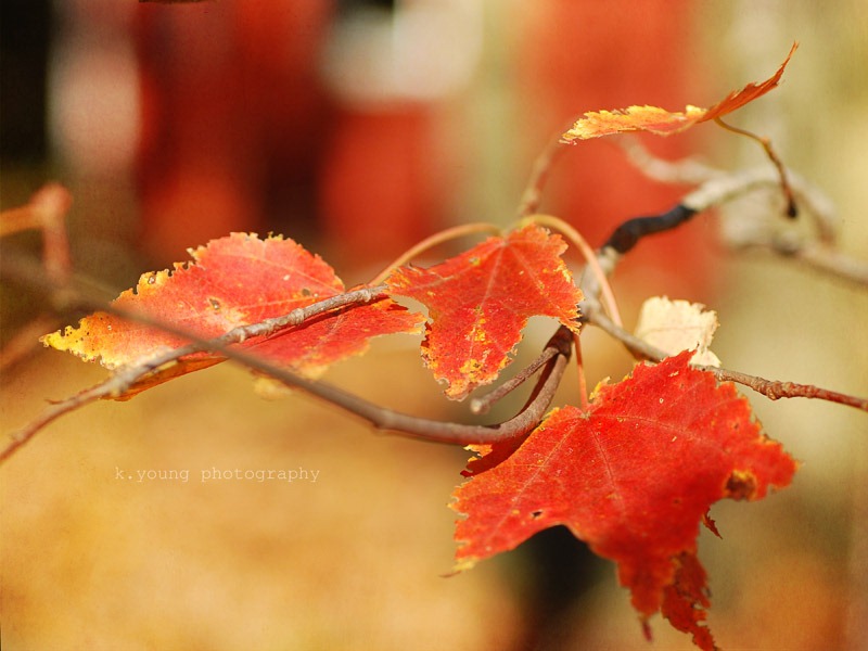 [DSC_0219 copy 2[6].jpg]