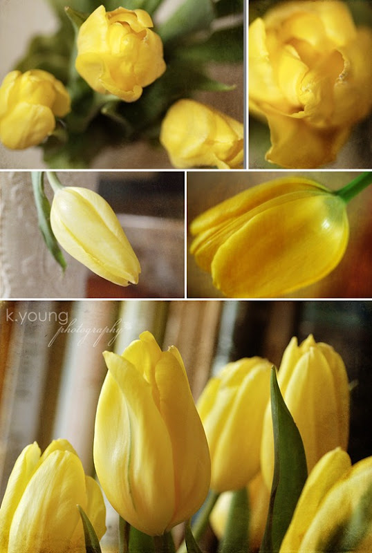Yellow Tulips copy 2 Yellow Tulips copy 2