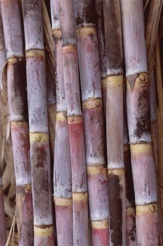[sugarcane[2].jpg]