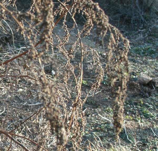Chenopodium_giganteum