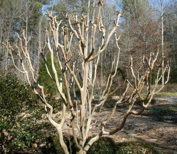 crape myrtle winter-pruned