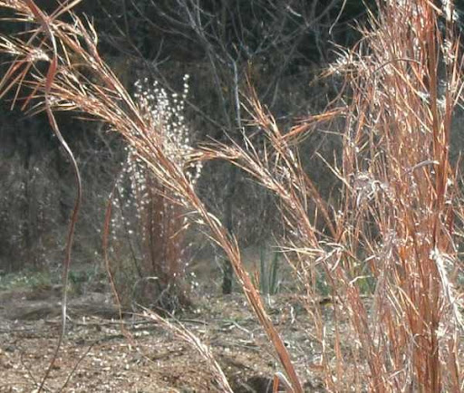 winter grass 2