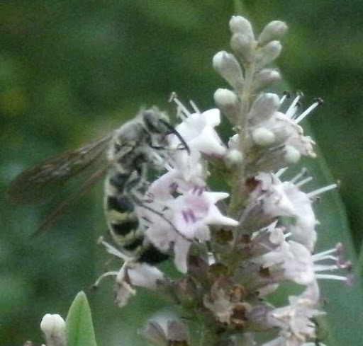 Bee onna vitex bloom