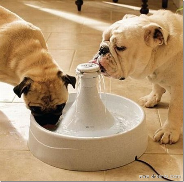 bebedouro pra cachorro