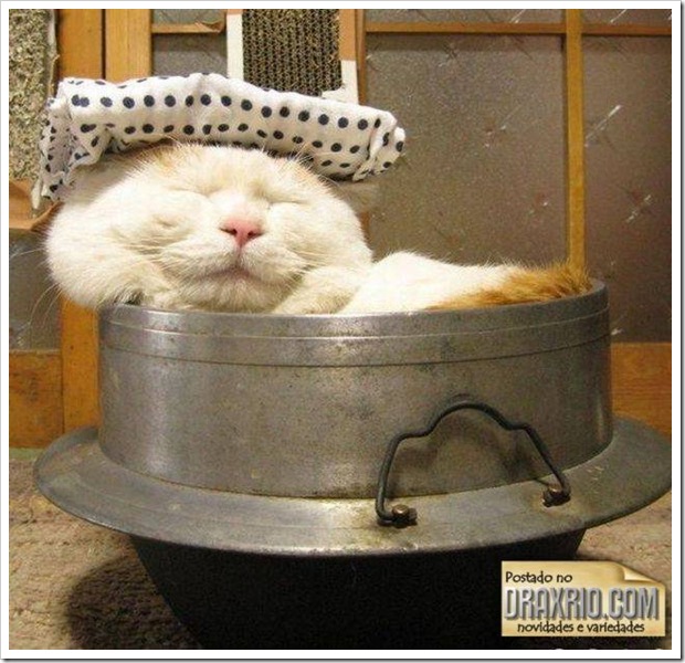 sleeping_cat_10