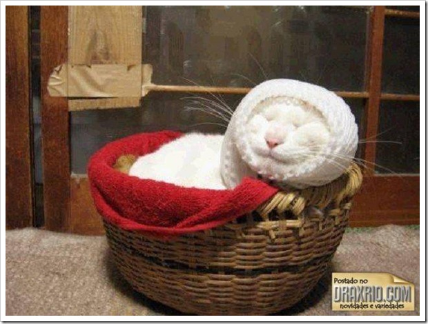 sleeping_cat_02