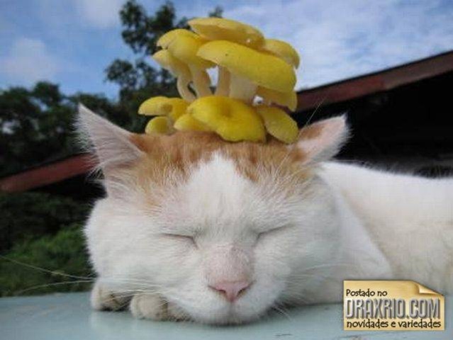 [sleeping_cat_04[4].jpg]