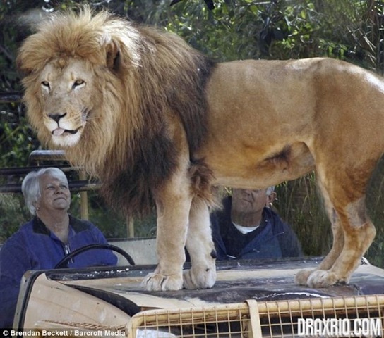 [lion_glass_cage_06[4].jpg]