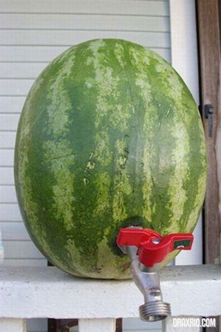 [watermelon_08[4].jpg]