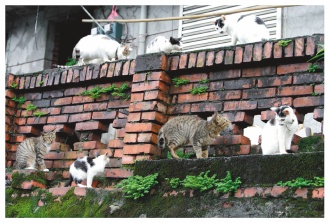 各種花色的街貓成為台北縣猴硐地區的特殊街景，吸引眾多貓迷前來。（圖／簡佩玲提供）