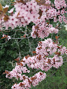 primavera primavera