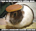 I have no idea what you're talking about - So... Here is a bunny with a pancake on its head.