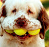 Tennis dog - Tennis balls is standart food for dogs.