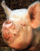 Super size pig - This is how sausage looks like before production.