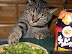 Starving cat - Self-service for shameless cats.