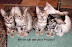 Stoned kitten - Guess which cat stole your Prozac?