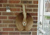 Redneck doorbell - Are you brave enough to push this button?