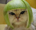 Grapefruit helmet - Some cats have really good taste. He looks adorable.