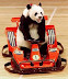 Go-kart panda - This could be the most pointless picture ever made.
