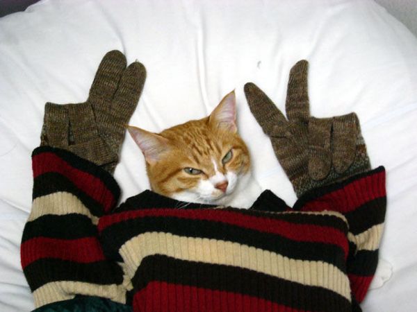 Yo, wazaa - Cat with attitude.