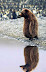 Bearguin - Russian penguin or a bear? What is it?
