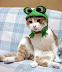 Adorable - Hat for a cat Part 1.