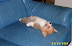 Puppy sleeping - One of the cutest pictures ever.