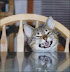 Angry cat - You don't like him? Well - he doesn't like you either.