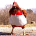 Chicken clothing - It's something that you don't really need but everyone wants to have anyway.
