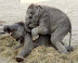 Elephant love - Just look at the expression of her face.