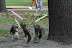Squirrels - Star Wars theme.