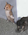 Ninja - He attack as silent predators - stealthy and quick.