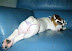 Sexy dog - Ok - remember what I wrote earlier about dog people? I take it all back. They scare me too.