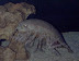 Giant isopod - 12-18 inch arthropod - living around 1000 feet below the surface of the ocean.