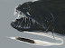 Black dragonfish - Some of them lives 5000 meters deep. Plants do not live at these depths - so all dragonfishes are predators.