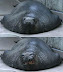 Seal smile - He's charming.