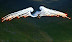 Wings of destruction - Using a 15 million dollar fighter copter for new years firework is what I always wanted to do.