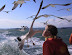 Seagull eats from her mouth - Isn't this how the bird flu is spread?