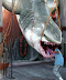 Shark - Truly amazing and scary photo.