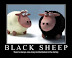 Black sheep - There's always one crazy motherf**er in the family.
