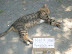 Poor kittah - Making money in Russia.