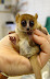 Lemur - 100% cuteness.