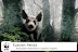 Russian panda - It is easily recognized by its large - distinctive black patches around the eyes - ears and on its rotund body.
