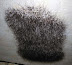 Spiders. Lots of them... - That would freak even me out!