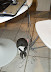 Lucky it was just head phones - Once my rabbit got my speakers - mouse - PDA wire and was working on my keyboard when I finally caught him.